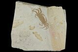Miocene Pea Crab (Pinnixa) Fossil - California #177014-1